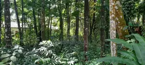 නේවාසික විශාල බිම් කොටසක්