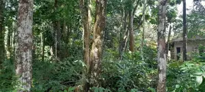 නේවාසික විශාල බිම් කොටසක්