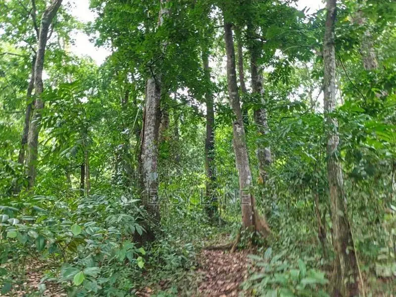 ගිරිවුල්ල සියඹලාවලානෙන් වටිනා ඉඩමක් කඩිනමින් විකිණීමට
