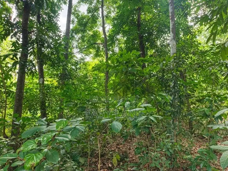 ගිරිවුල්ල සියඹලාවලානෙන් වටිනා ඉඩමක් කඩිනමින් විකිණීමට
