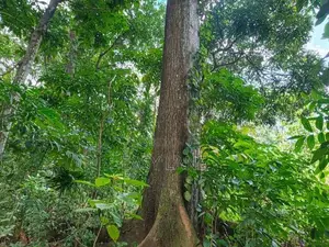 ගිරිවුල්ල සියඹලාවලානෙන් වටිනා ඉඩමක් කඩිනමින් විකිණීමට