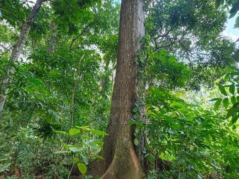 ගිරිවුල්ල සියඹලාවලානෙන් වටිනා ඉඩමක් කඩිනමින් විකිණීමට
