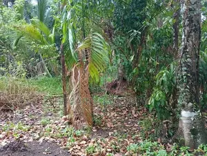 Land For Sale Obbegoda In Monaragala