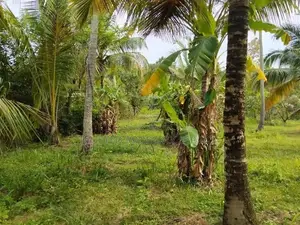 Narammala Land for Sale
