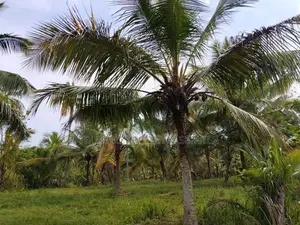 Narammala Land for Sale