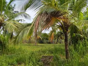 Narammala Land for Sale