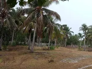 கொடிகாமத்தில் காணி விற்பனைக்கு
