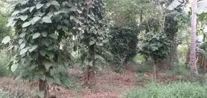Land for Sale Dankotuwa