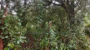 Land For Sale In Hapugasyaya, Nalanda Palapathwela