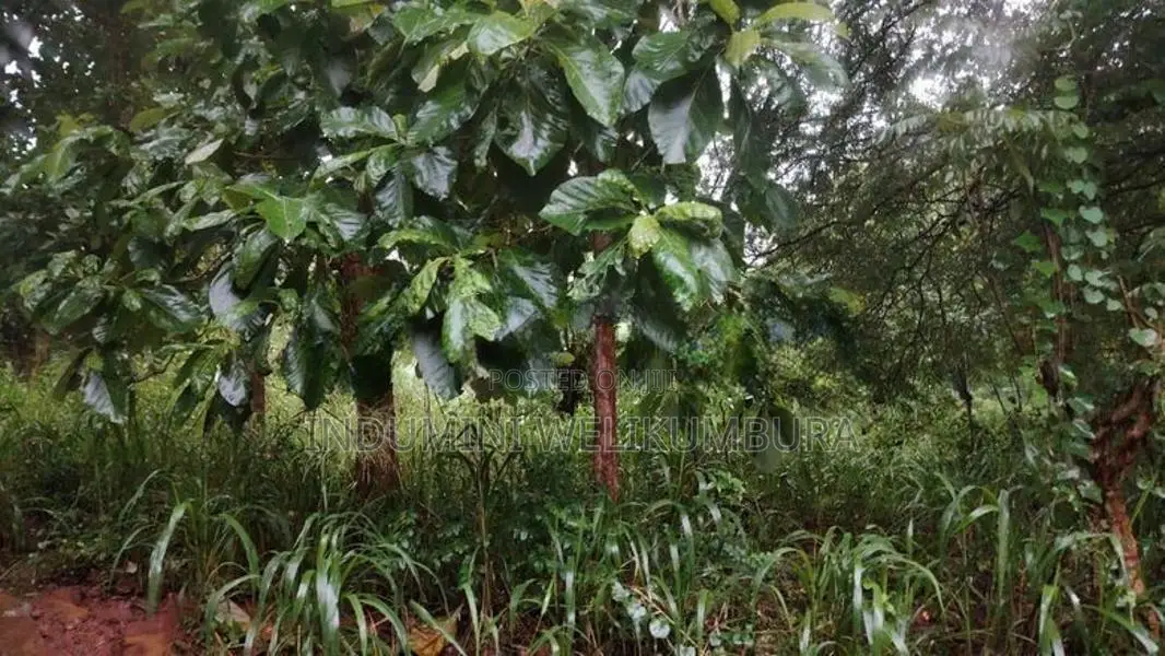 Land For Sale In Hapugasyaya, Nalanda Palapathwela