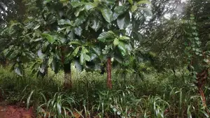 Land For Sale In Hapugasyaya, Nalanda Palapathwela