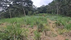 Valuable Land for Sale in Pussellawa