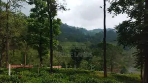 Beautiful Land for Sale in Pussellawa Delta