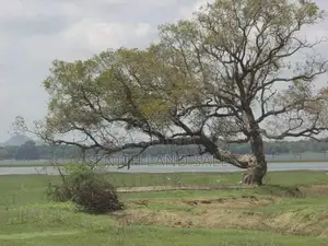 සංචාරක හොටෙල් සදහා වැවකට යාබදව සිගිරිය ඉඩමක්