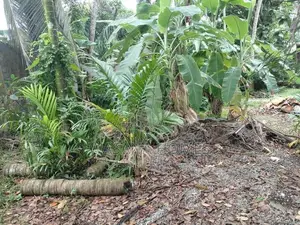 Super Land for Sale Boralesgamuwa