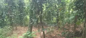 Land for Sale in Mawanella