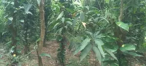 Land for Sale in Mawanella