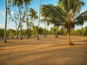 Paddy Field Face Land for Sale in Padeniya ,Wariyapola M12