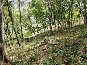 Land for Sale in Kaleliya