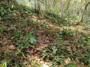 Land for Sale in Kaleliya