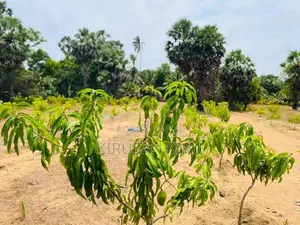 Land for Sale Jaffna