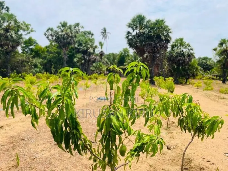 Land for Sale Jaffna