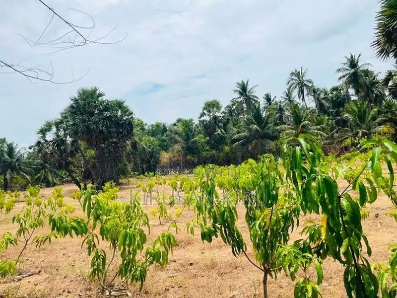 Land for Sale Jaffna