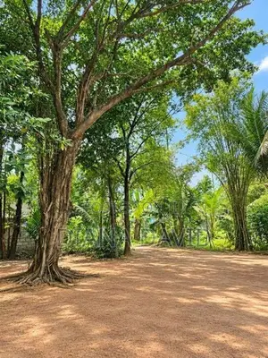 Prime Residential Land For Sale Boralesgamuwa