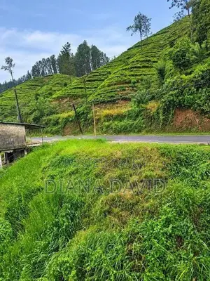 Land for Sale - Hatton