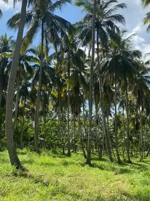 වාරියපොල අගනා ඉඩමක් විකිණීමට