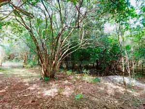 Land for Sale - Habarana