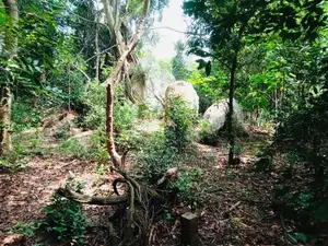 Land for Sale - Habarana