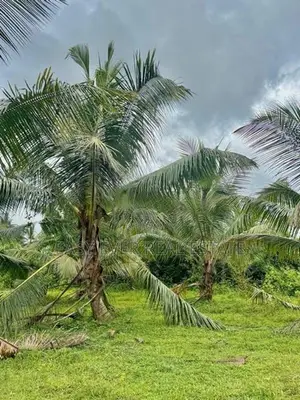 හොරණ පෝරුවදණ්ඩෙන් පොල් ගස් 90ක් එක්ක අක්කරයකට වැඩි ඉඩමක්