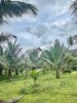 හොරණ පෝරුවදණ්ඩෙන් පොල් ගස් 90ක් එක්ක අක්කරයකට වැඩි ඉඩමක්
