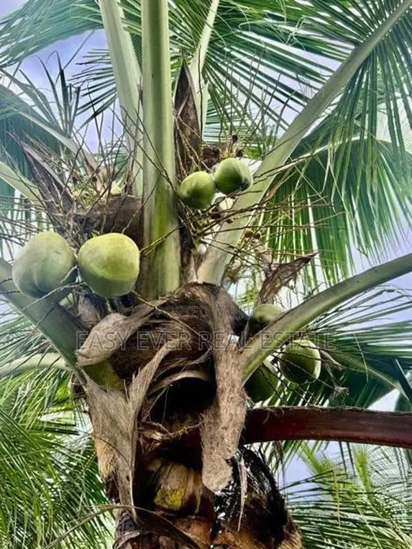 හොරණ පෝරුවදණ්ඩෙන් පොල් ගස් 90ක් එක්ක අක්කරයකට වැඩි ඉඩමක්