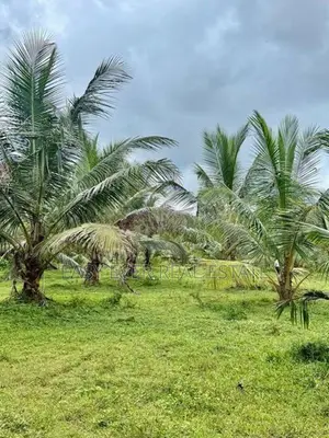 හොරණ පෝරුවදණ්ඩෙන් පොල් ගස් 90ක් එක්ක අක්කරයකට වැඩි ඉඩමක්