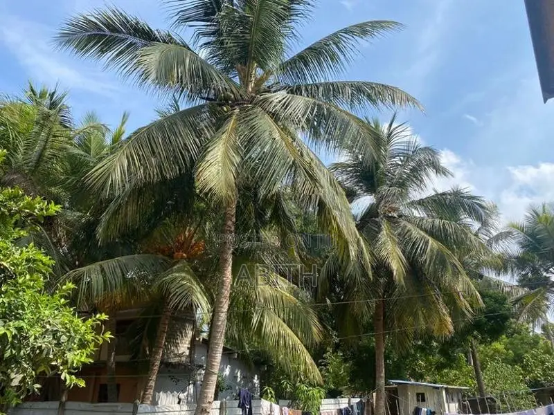 House With Land In Jaffna