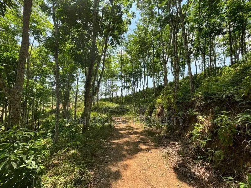 Rubber Estate for Sale in Aparekka Matara