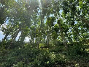 Rubber Estate for Sale in Aparekka Matara