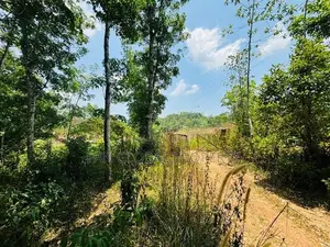 Rubber Estate for Sale in Aparekka Matara
