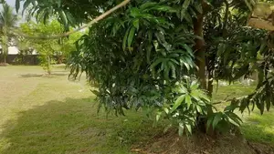 Land for Sale in Rajagiriya DS8200
