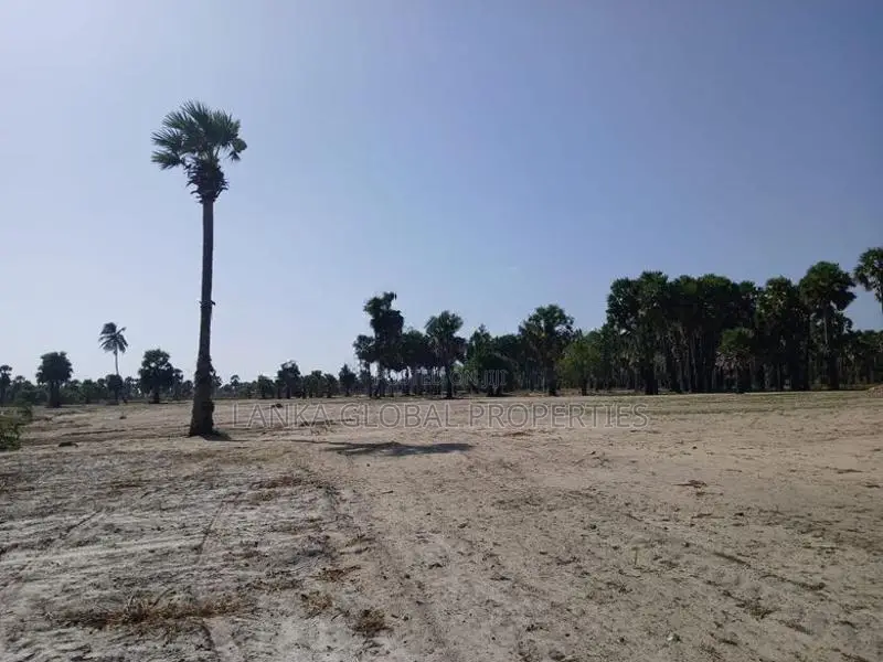 Land Sale in Jaffna - 289 Parapu closer to Water-13 Lakhs /Parapu