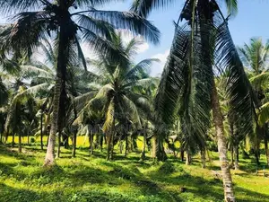 ආයෝජනය සඳහා සුදුසු අක්කර කාලක ඉඩමක් බණ්ඩාරගමට ලඟින්