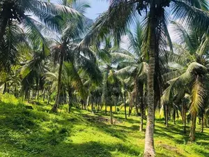 ආයෝජනය සඳහා සුදුසු අක්කර කාලක ඉඩමක් බණ්ඩාරගමට ලඟින්