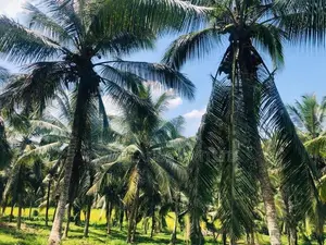ආයෝජනය සඳහා සුදුසු අක්කර කාලක ඉඩමක් බණ්ඩාරගමට ලඟින්