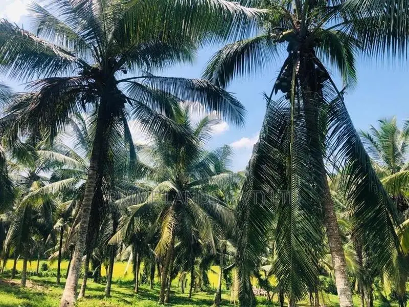 ආයෝජනය සඳහා සුදුසු අක්කර කාලක ඉඩමක් බණ්ඩාරගමට ලඟින්