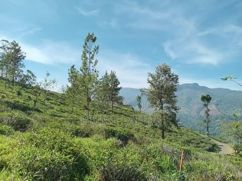 View point land for sale Nuwara Eliya