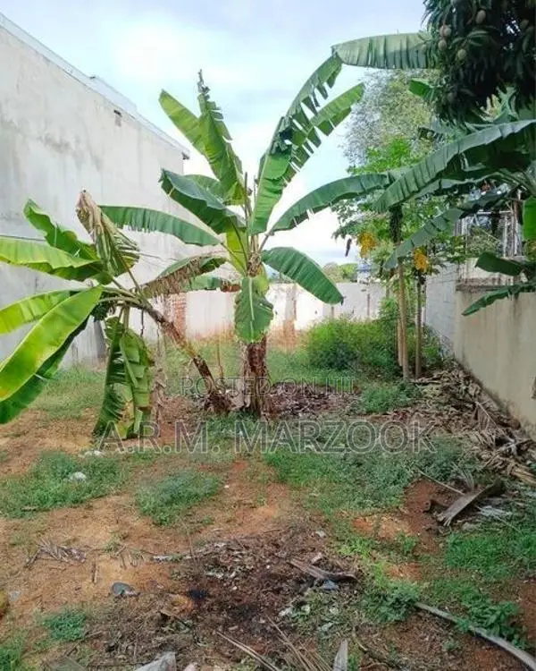 Dehiwala Allen Avenue 11 P of Prime Bare Land for Sale