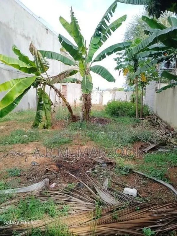 Dehiwala Allen Avenue 11 P of Prime Bare Land for Sale