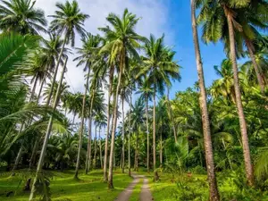 Land for Sale in Padukka